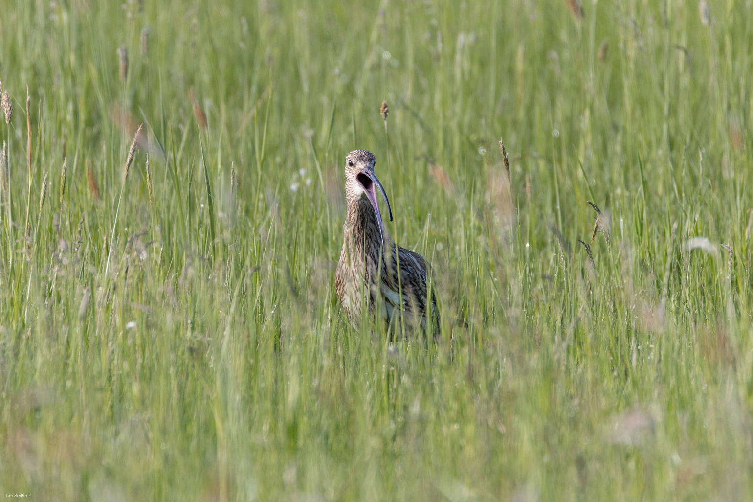 Großer Brachvogel (c) Tim Seiffert.jpeg