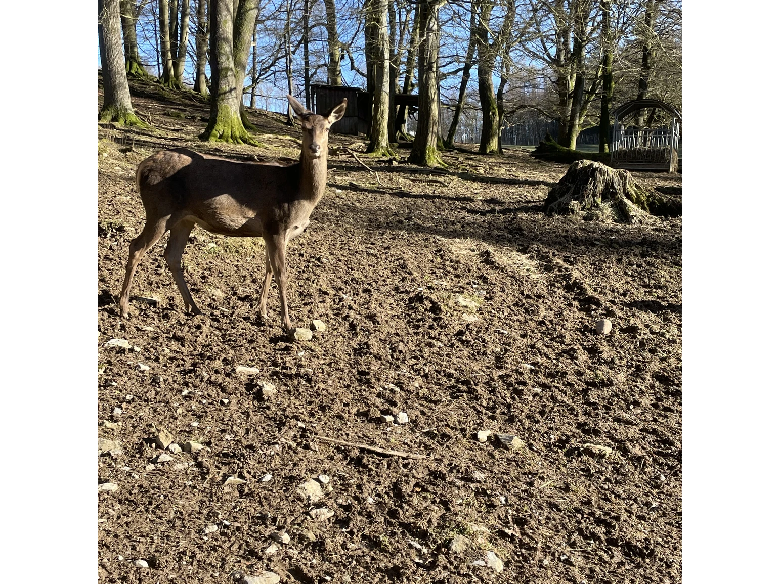 Rotwild im Bilsteintal
