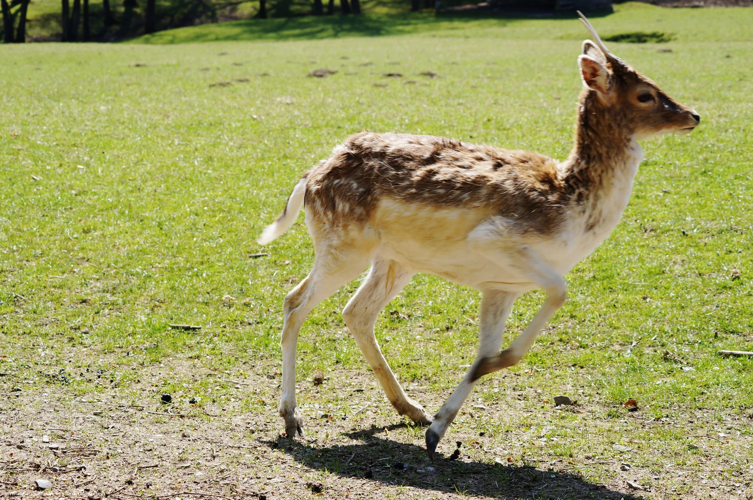 Wildpark Völlinghausen