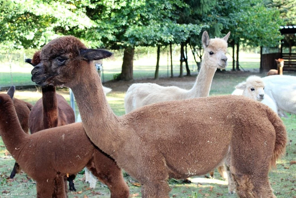 Die Alpakas auf dem Alpakahof Blomberg