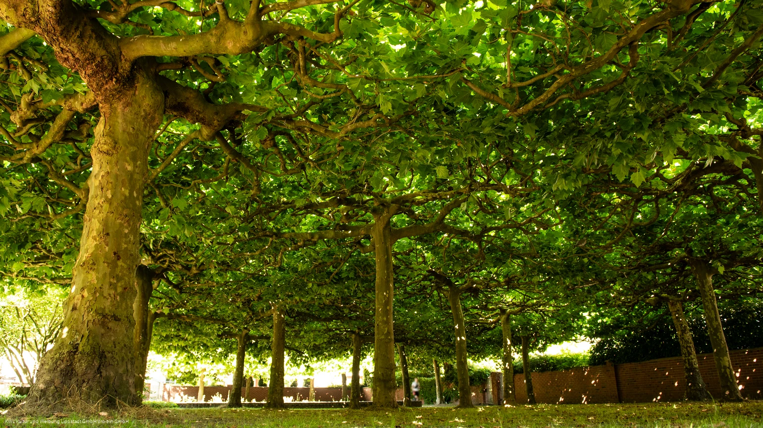 St.-Annen-Rosengarten