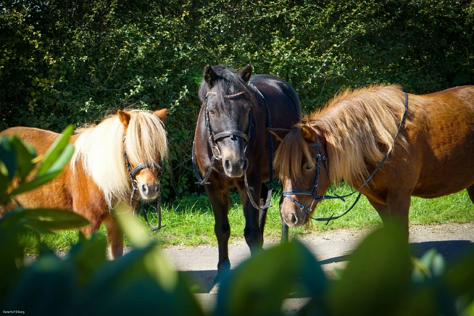 Bild Pferde©Reiterhof Silberg.jpg Bild Pferde©Reiterhof Silberg.jpg