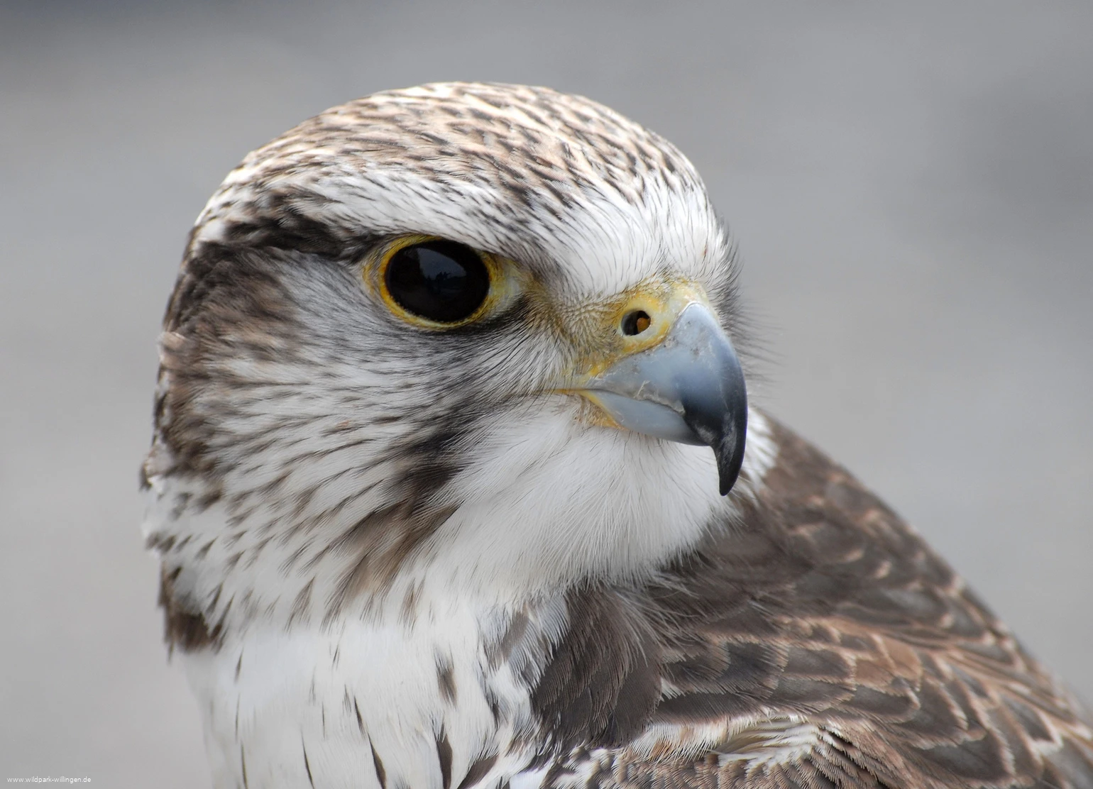 Falke_c__Wild-_und_Freizeitpark_Willingen.jpg.jpg