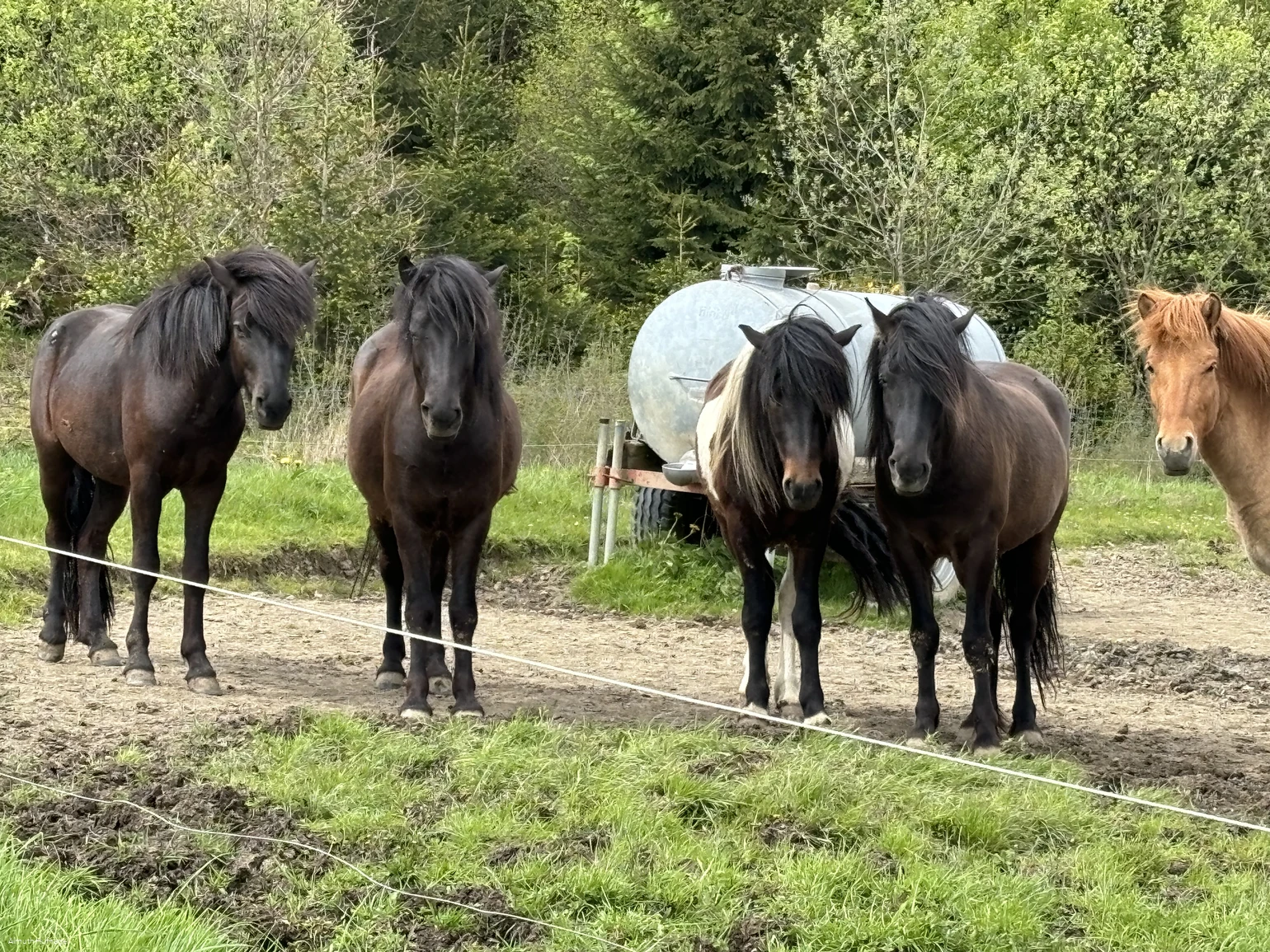 Falkenegg_Wiese Falkenegg_Wiese