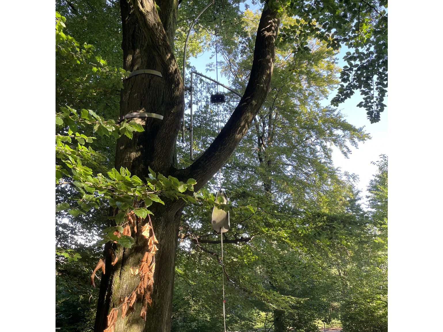 Baumharfe Klangwald Möhnesee