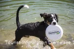 Hundestrände am Diemelsee