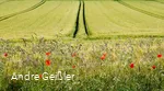 Blütenpracht-Mohn_33.JPG