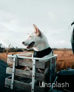 Ein Hund während einer Fahrradtour im Sauerland