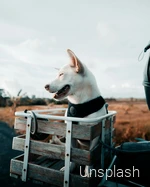 Ein Hund während einer Fahrradtour im Sauerland