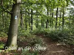 Wegeverlauf durch einen Buchenwald