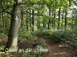 Wegeverlauf durch einen Buchenwald