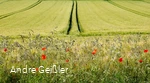 Blütenpracht-Mohn_33.JPG