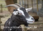ziege_c__wild-und-freizeitpark-willingen.jpg.jpg