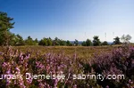 The high heath areas on the Ettelsberg are a great destination, especially in July and August.