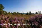 The high heath areas on the Ettelsberg are a great destination, especially in July and August.