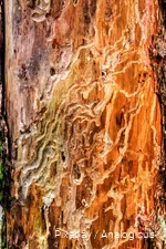 Close-up of bark beetle feeding traces in a tree.