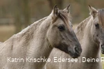 WildtierPark Edersee