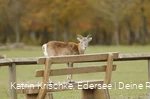 WildtierPark Edersee
