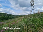 Waldversuchsfläche an der Route der Nachhaltigkeit (c) Naturparkt Diemelsee.jpg