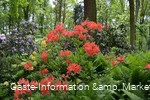 Rhododendrenpark Bad Sassendorf