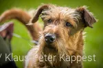 Ein Hund im Sauerland in der Natur während einem Urlaub
