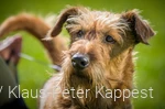 Ein Hund im Sauerland in der Natur während einem Urlaub