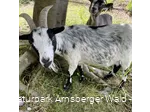 Ziege Wildpark Bilsteintal Warstein 