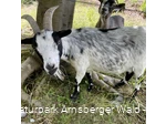 Ziege Wildpark Bilsteintal Warstein 