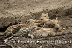 WildtierPark Edersee