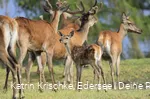 WildtierPark Edersee