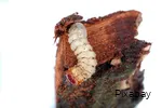 Close-up of a bark beetle on a piece of bark.