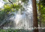 Cloud forest5©City of Lippstadt_Sandra Püttmann.jpg