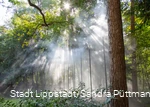 Nebelwald5©Stadt Lippstadt_Sandra Püttmann.jpg