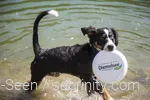 Hund spielt im Wasser mit Frisbee am Diemelsee im Sauerland