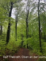 Leuchtendgrüne Buchenwälder