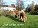 Zutrauliche Ponys gibt es auf dem Ponyhof