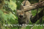 WildtierPark Edersee