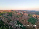 Drone image of a forest with dead trees.