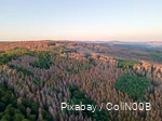 Dronebeeld van een bos met dode bomen.
