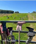 Hof Huxhardt - Bauernhofminigolf