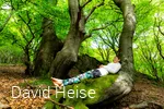 Forest bathing.David.Heise.jpg