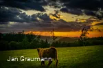 Cow on the Weide