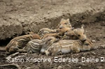 WildtierPark Edersee