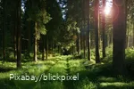 A forest path bathed in sunlight.