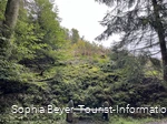 Ruhebank mit Farnen und Moos am Uplandsteig