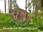 Säbelzahntiger
