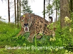 Säbelzahntiger