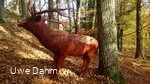 Figur Bogenparcours
