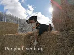 Neben den Ponys gibt es auch weitere Mitbewohner