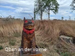 Der Hund als Kindermörder